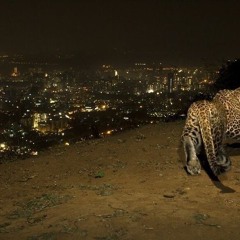 SURVIVE (Official Audio)