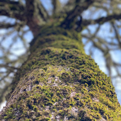 Spring Meditation: Root, Rise, Renew