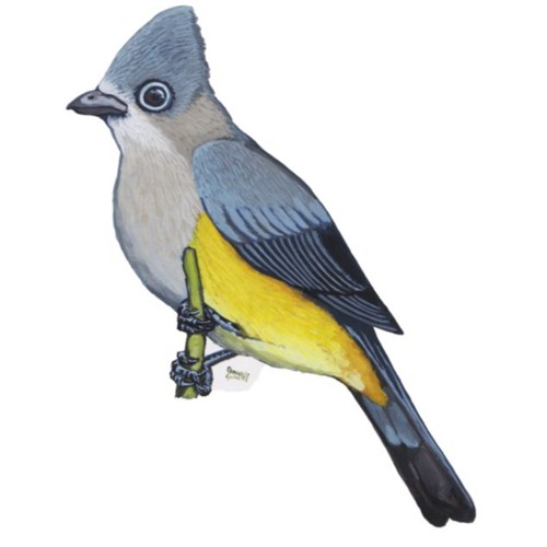 Stream Capulinero Gris - Ptiliogonys Cinereus by Sendero Marcos