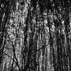 Saija (The Trees & The Wild Cover)