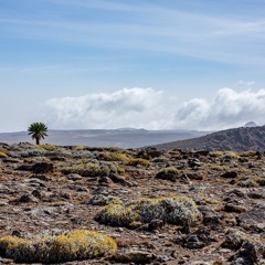 Amharic Tigrinya Oromigna Mix 2021 (M02)