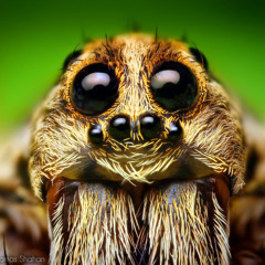 Wolf Spider