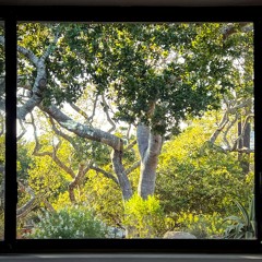 Forest Window [disquiet0700]