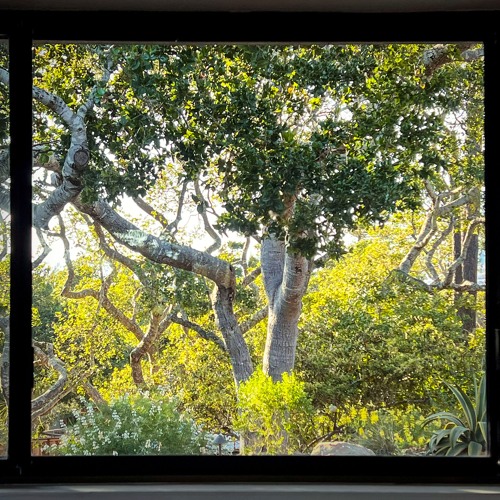 Forest Window [disquiet0700]