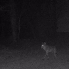 4WRIST Ft. IllumiNate