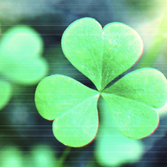 an té a bhíonn siúlach, bíonn scéalach ##emeraldcore ##greenwhitegold