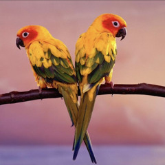 Mushkil OST | Female Version | Nirmal Roy