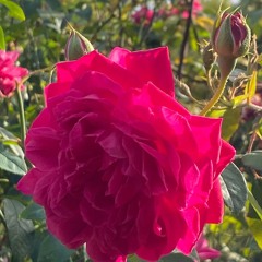 31.12.2024 - Livro "A Boa Nova" - Os Discípulos (4)