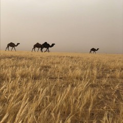 كدرت قلبن يالغضي لك صافي