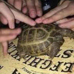 fantastic phantasm meme