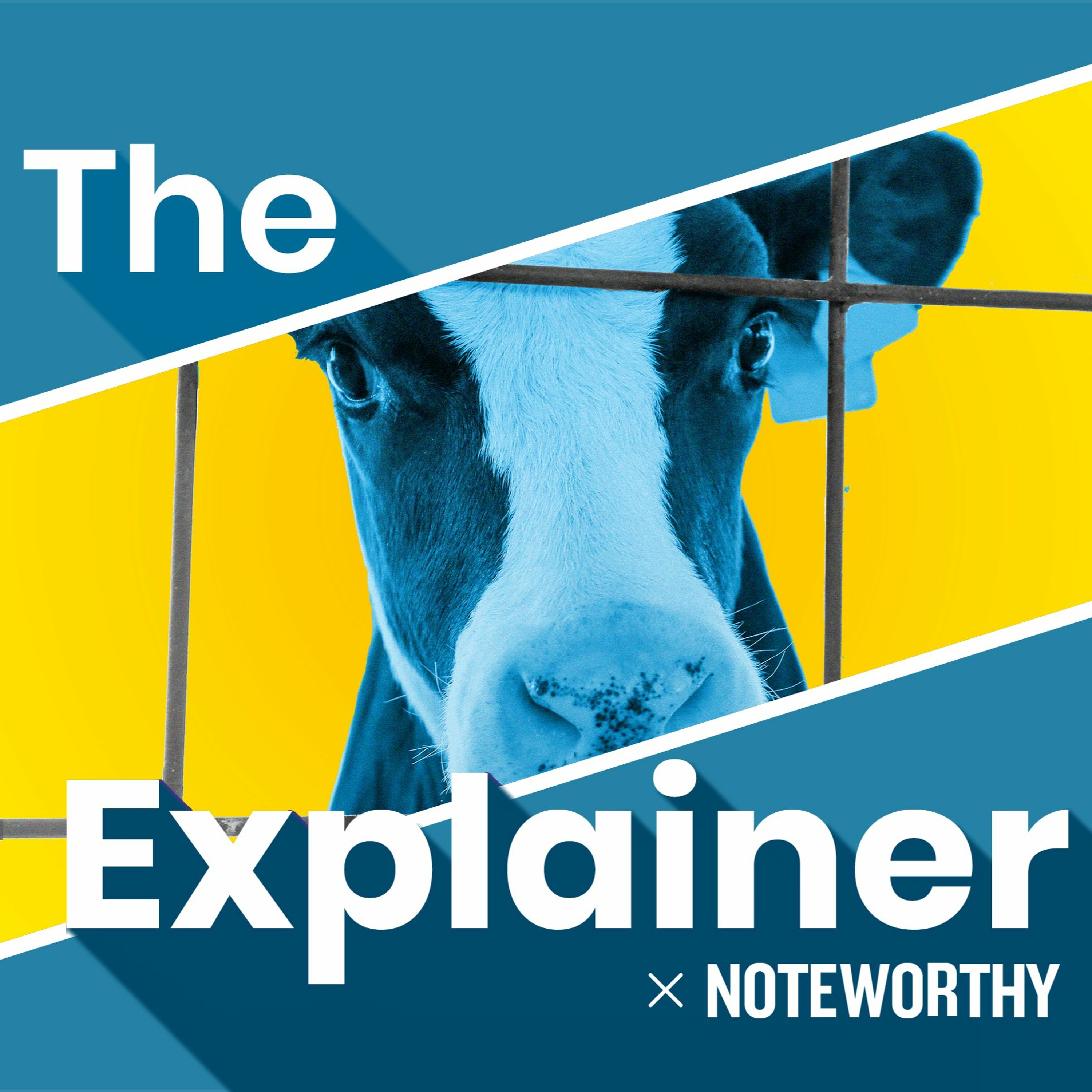 By Noteworthy: Why are Irish unweaned calves being exported?