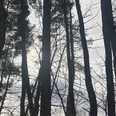 Trying My Best (prod. grapette)