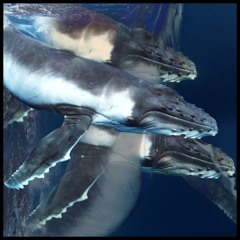 crunchy whales