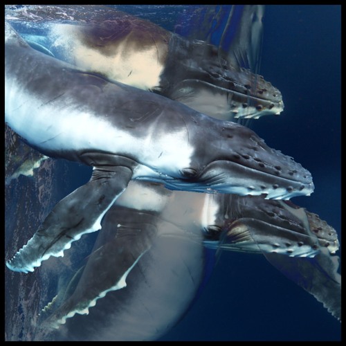 crunchy whales