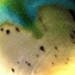 ENTOPIA (2021)