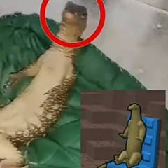 Komodo Dragon (Enoname's Remix)