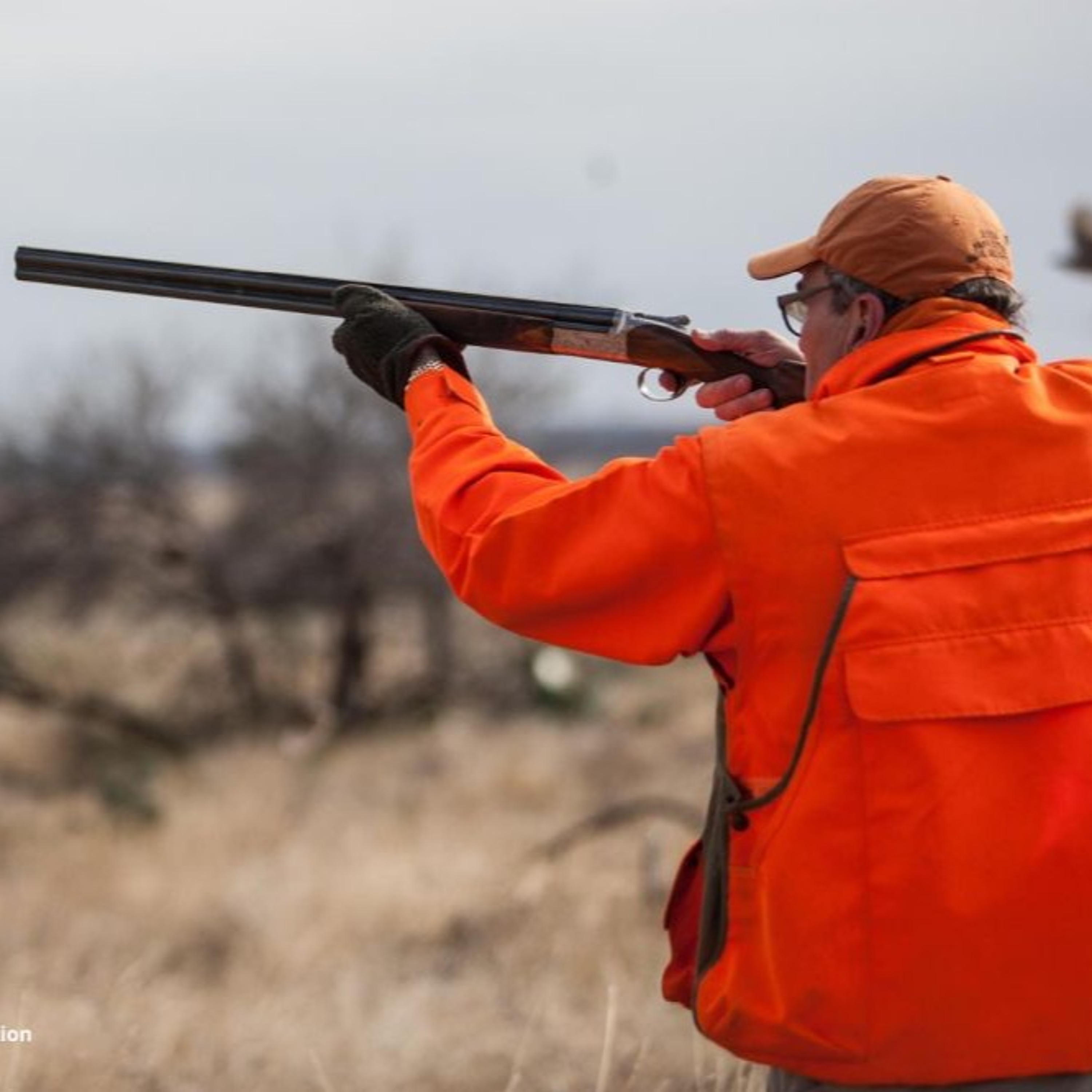 Dr. Dale on Quail