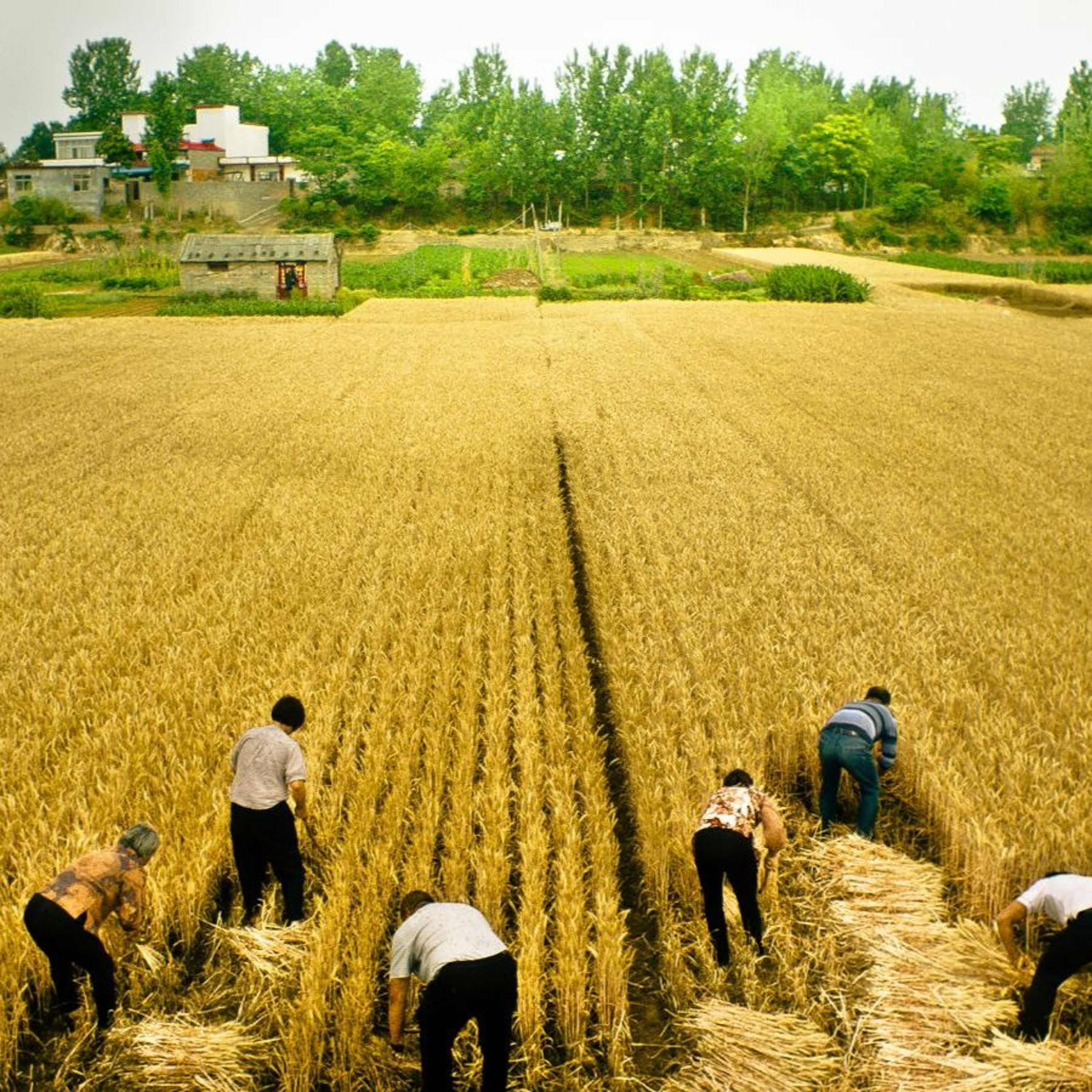 Film at Lincoln Center Podcast