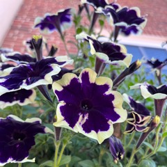 i promise (feat. Ne0n GrEEn)