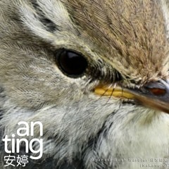 Japanese Bush Warbler 日本樹鶯 (Nakanojo)