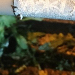 H9 God Bless（beat）