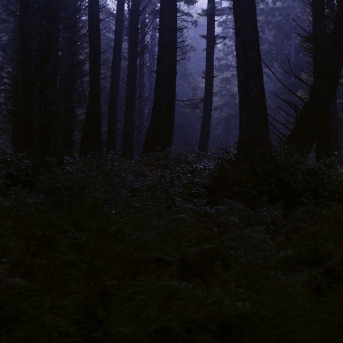 Walk in the woods