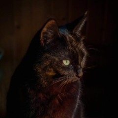 Portrait of a black cat in motion