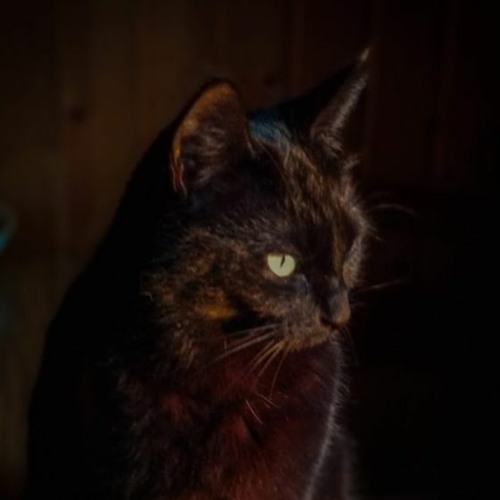 Portrait of a black cat in motion