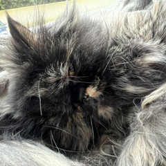 Phoebes Mix
