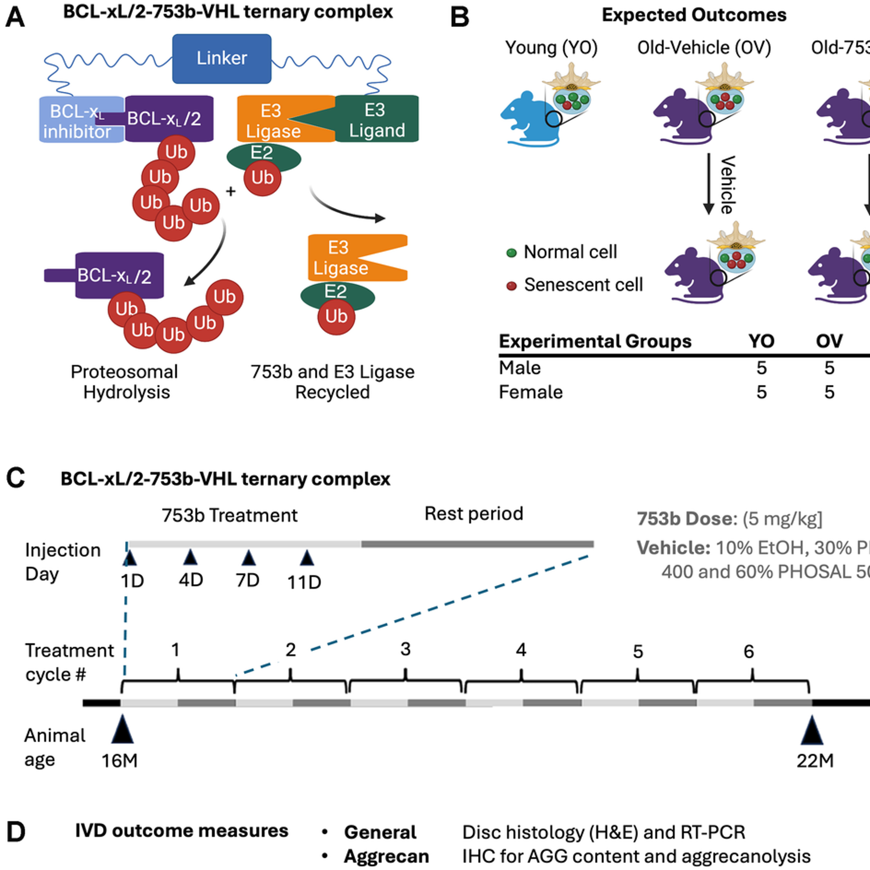 Senolytic PROTAC Slows Age-Related Intervertebral Disc Degeneration in Male Mice episode artwork