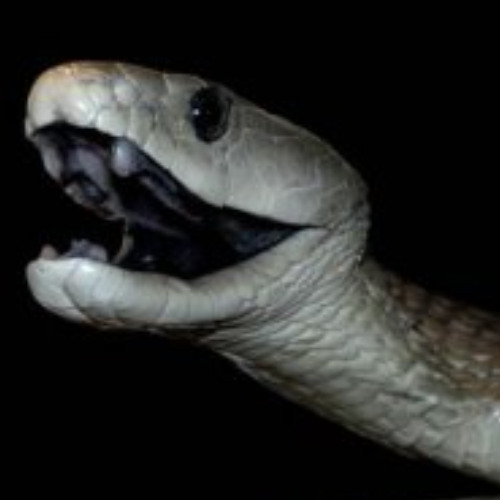 MAMBA