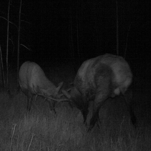 Evening Elk Rut -- Rocky Mountain National Park, Colorado, U.S.A.