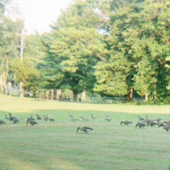Animal
