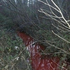 hollywood vampires w/ ezra (p. yunny goldz)