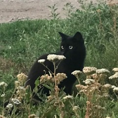 no surprises - radiohead // remastered cover