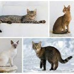 Cat Fighter - All I Want For Christmas Is You (Mariah Carey Cover)