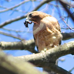Hawk Talk at Westminster College with Saige Heigel, Ashlyn Lang, Noah Safron & Jordan Zupko