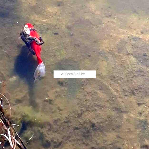 Lodown presents: Grizzly "Showdown in Slowtown"