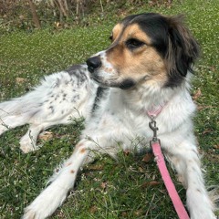 dreamathousanddreams