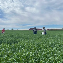 Episode 2: Winter Cover Crops