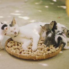 Cat Herder
