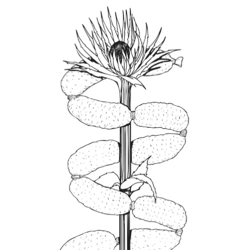 SWEPT - VAGUE (SIN PIEDAD EDIT)