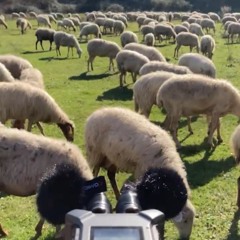 Sheep grazing in the meadows - Field Recording