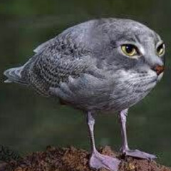 chirp chirp