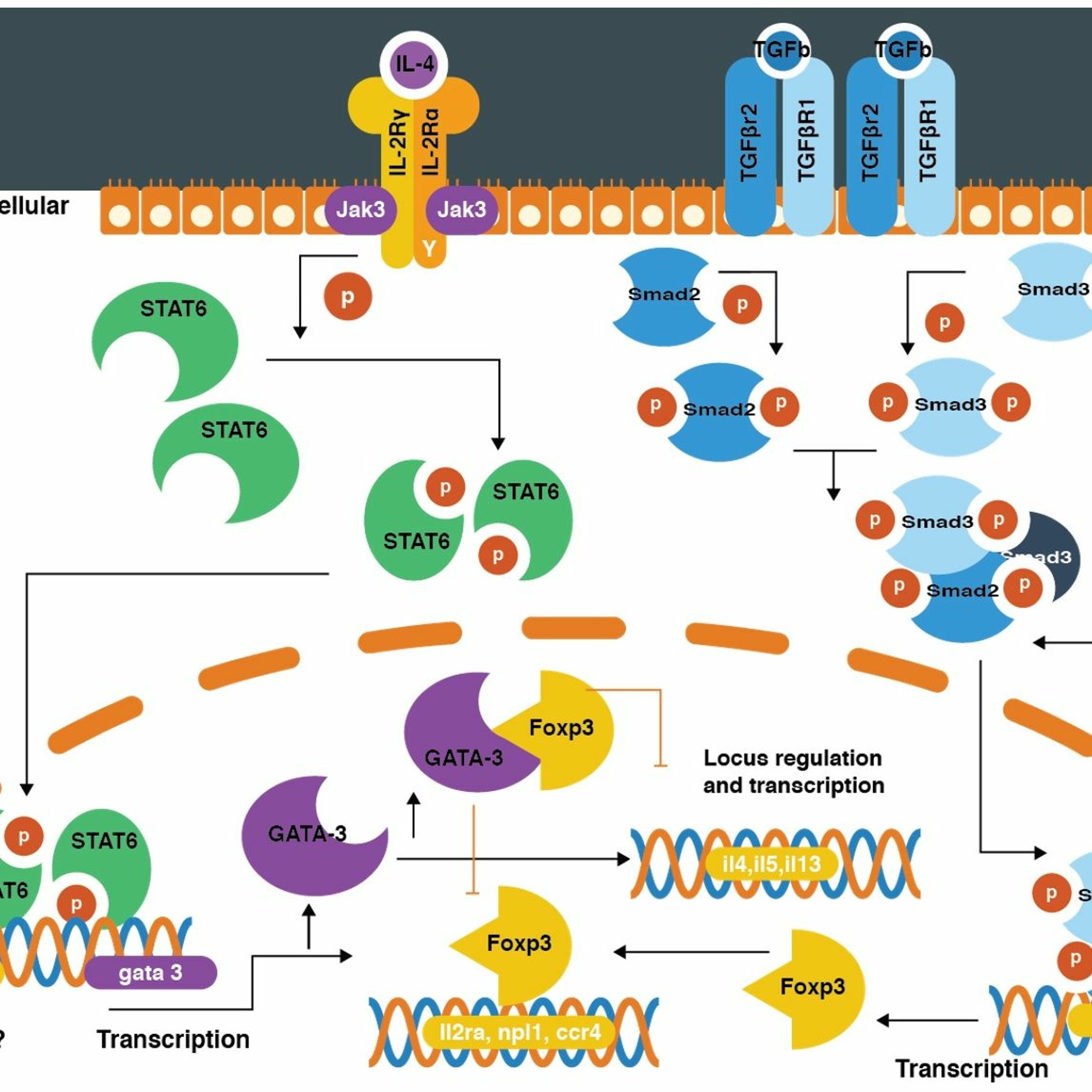 Allergy and Immunology topics and public education