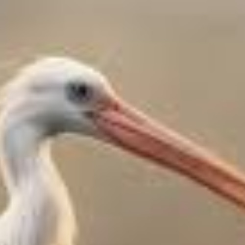 hey noarr yer so cool