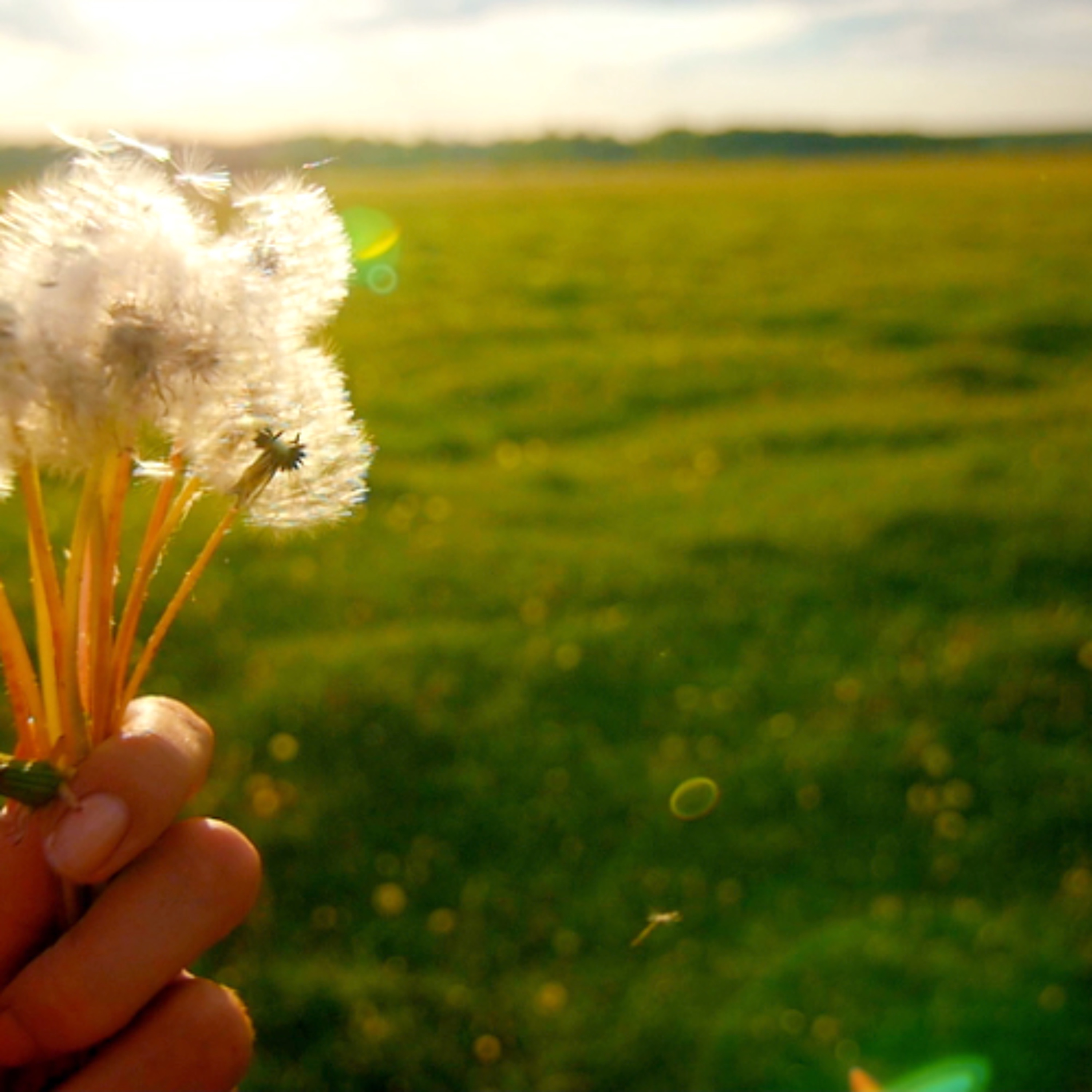 Dandelion Wine episode artwork