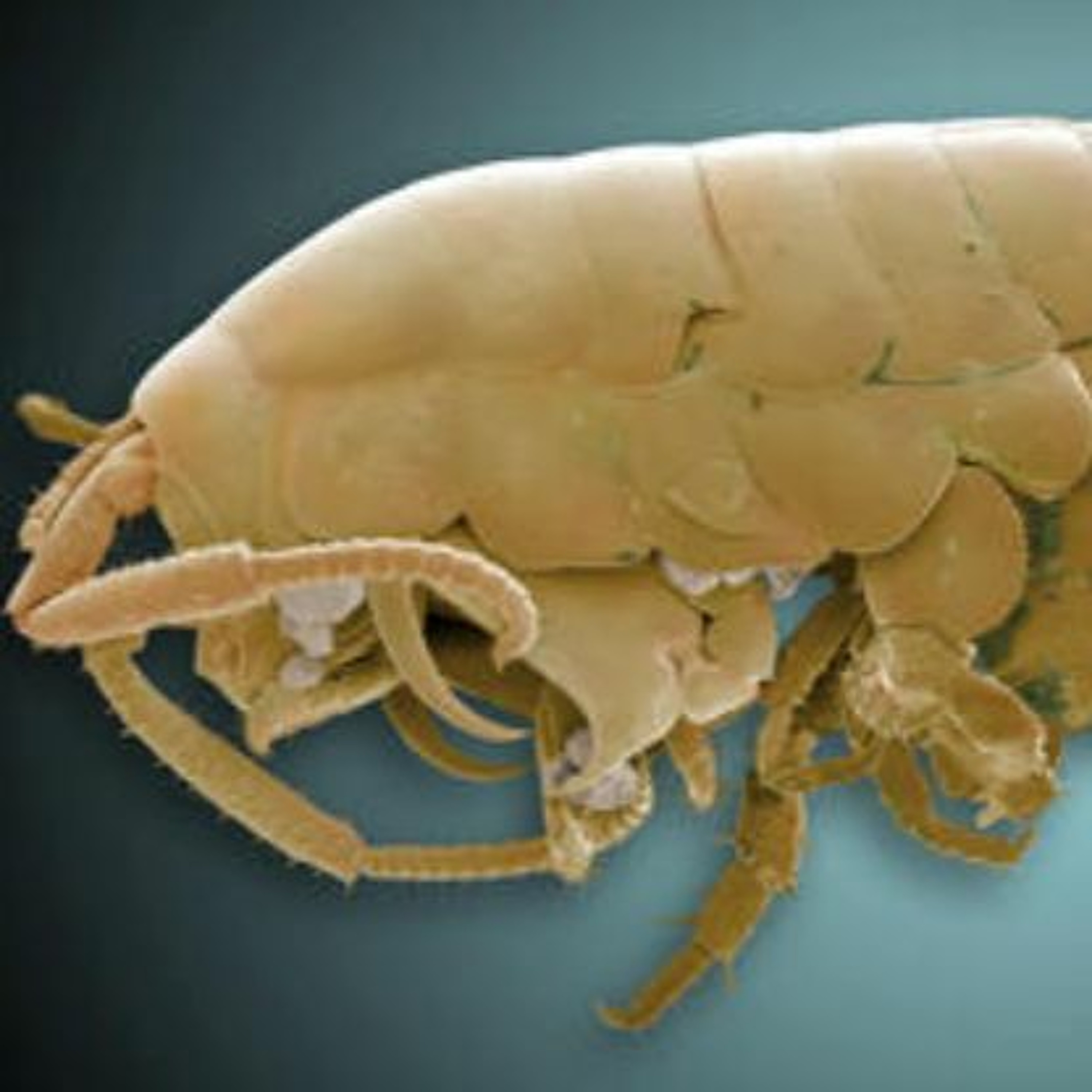 Silvano Scarpetta
