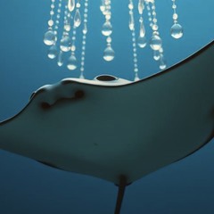 a-manta-ray-in-the-static.mp3