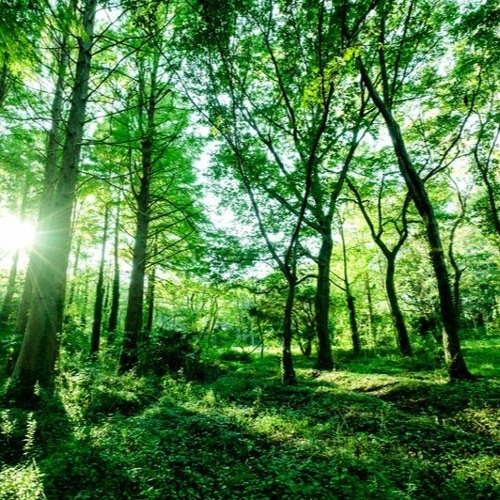 Stream 拝啓 森からの手紙 In Summer By Ryoku Listen Online For Free On Soundcloud